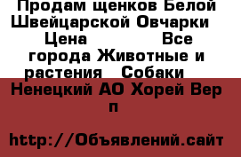 Продам щенков Белой Швейцарской Овчарки  › Цена ­ 20 000 - Все города Животные и растения » Собаки   . Ненецкий АО,Хорей-Вер п.